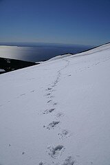 buttprints.footprints.ruperttaylor-price butt prints vs footprints